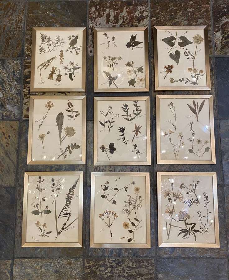 C1880 A Stylish Set of 9 Framed Herbariums