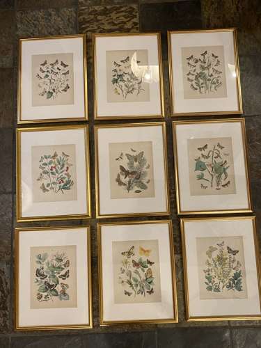C1910 A Gilt Framed Set of 9 Butterfly & Moth Prints