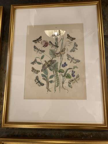 C1910 A Gilt Framed Set of 9 Butterfly & Moth Prints