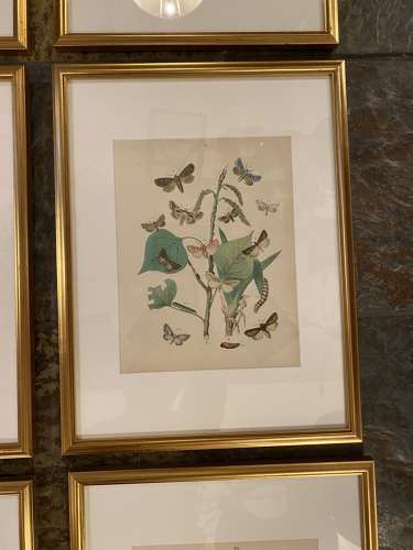 C1910 A Gilt Framed Set of 9 Butterfly & Moth Prints