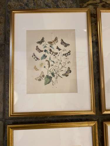 C1910 A Gilt Framed Set of 9 Butterfly & Moth Prints