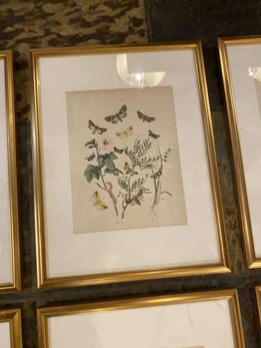 C1910 A Gilt Framed Set of 9 Butterfly & Moth Prints