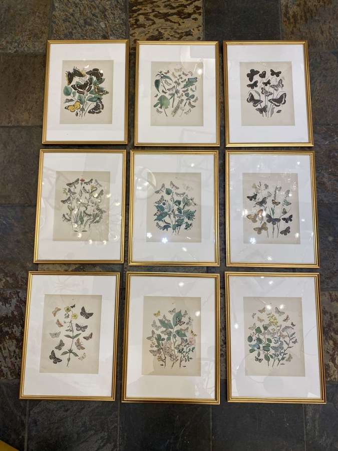 C1910 A Gilt Framed Set of 9 Butterfly & Moth Prints.