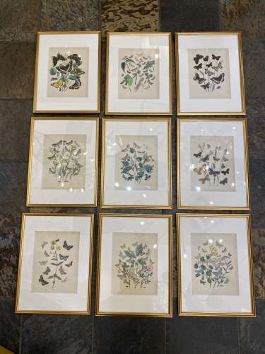 C1910 A Gilt Framed Set of 9 Butterfly & Moth Prints.