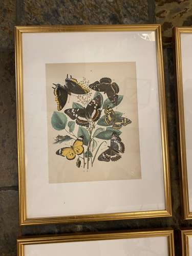 C1910 A Gilt Framed Set of 9 Butterfly & Moth Prints.