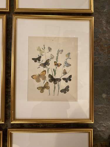 C1910 A Gilt Framed Set of 9 Butterfly & Moth Prints.