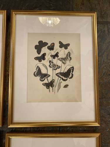 C1910 A Gilt Framed Set of 9 Butterfly & Moth Prints.