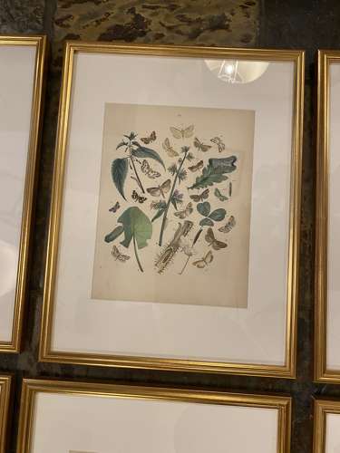 C1910 A Gilt Framed Set of 9 Butterfly & Moth Prints.