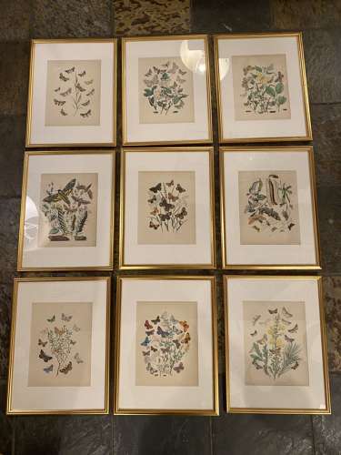 C1910 A Gilt Framed Set of 9 Butterfly & Moth Prints.