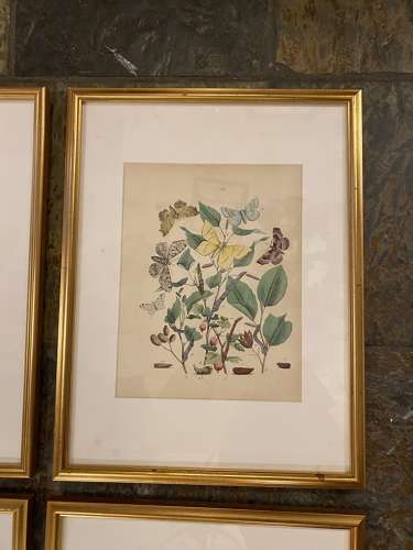 C1910 A Gilt Framed Set of 9 Butterfly & Moth Prints.
