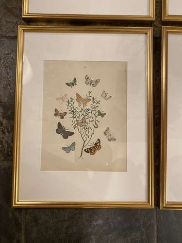 C1910 A Gilt Framed Set of 9 Butterfly & Moth Prints.