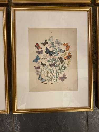 C1910 A Gilt Framed Set of 9 Butterfly & Moth Prints.