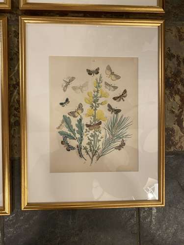 C1910 A Gilt Framed Set of 9 Butterfly & Moth Prints.