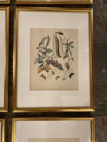 C1910 A Gilt Framed Set of 9 Butterfly & Moth Prints.