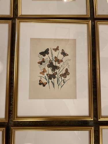 C1910 A Gilt Framed Set of 9 Butterfly & Moth Prints.