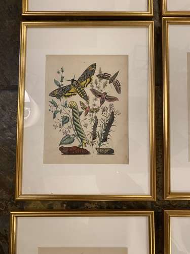 C1910 A Gilt Framed Set of 9 Butterfly & Moth Prints.
