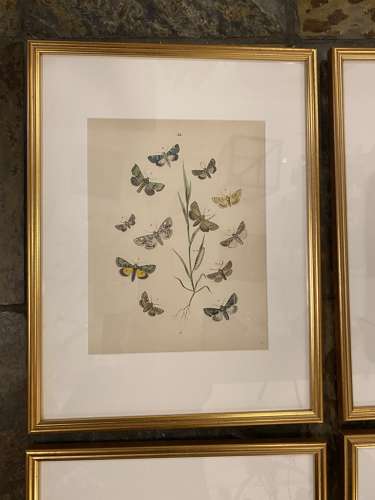 C1910 A Gilt Framed Set of 9 Butterfly & Moth Prints.