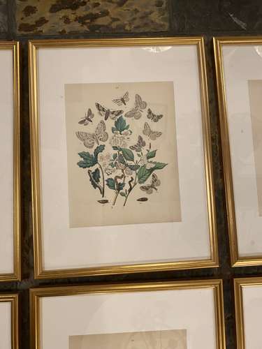 C1910 A Gilt Framed Set of 9 Butterfly & Moth Prints.