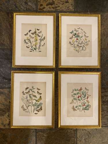 C1910 A Gilt Framed Set of 4 Butterfly & Moth Prints.