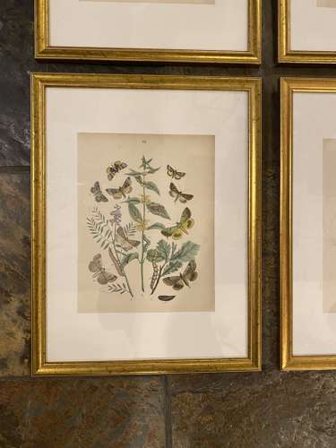 C1910 A Gilt Framed Set of 4 Butterfly & Moth Prints.