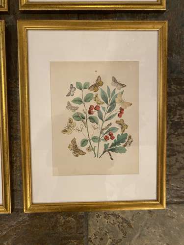 C1910 A Gilt Framed Set of 4 Butterfly & Moth Prints.